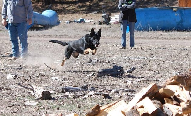 Photo of Barker Haus Kennels