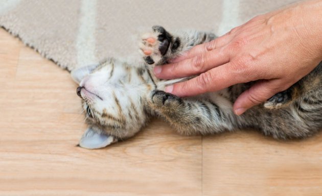 Photo of Kitten Rescue