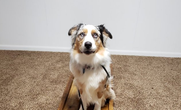 Photo of Chicago Dog Trainer - Stayyy.com