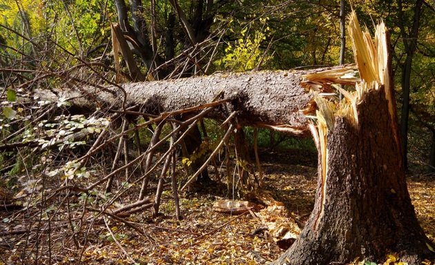 Photo of Red's Tree Services & Stump Grinding