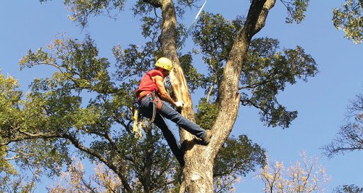 Photo of Annabel Tree Service Albuquerque NM