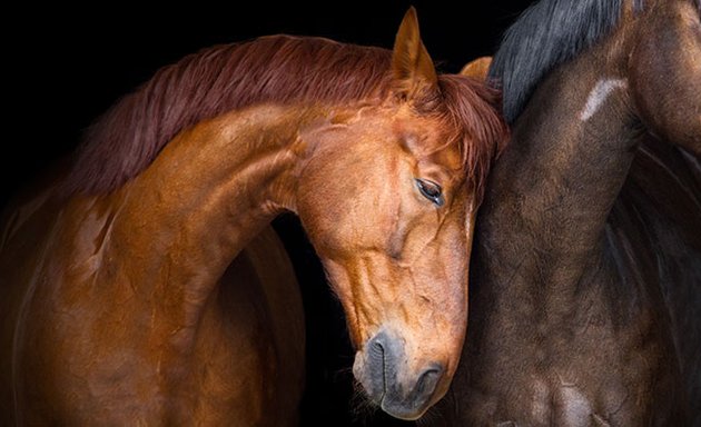 Photo of Ontario Association of equine Practitioners