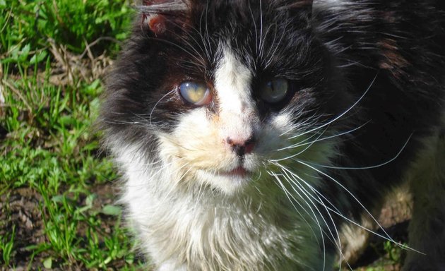 Foto de Consulta Veterinaria Bobby