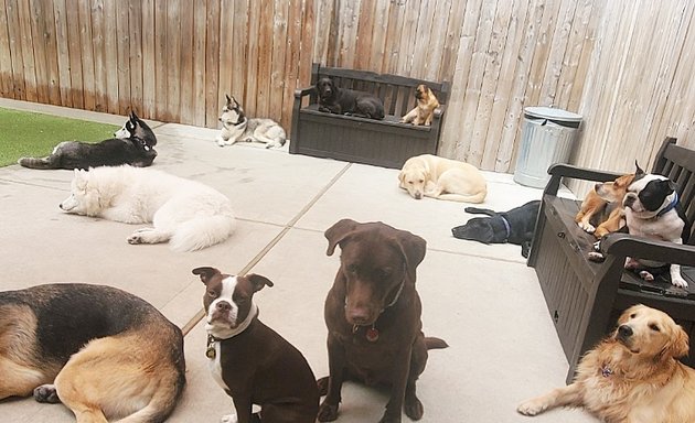 Photo of Brooklyn Canine Club