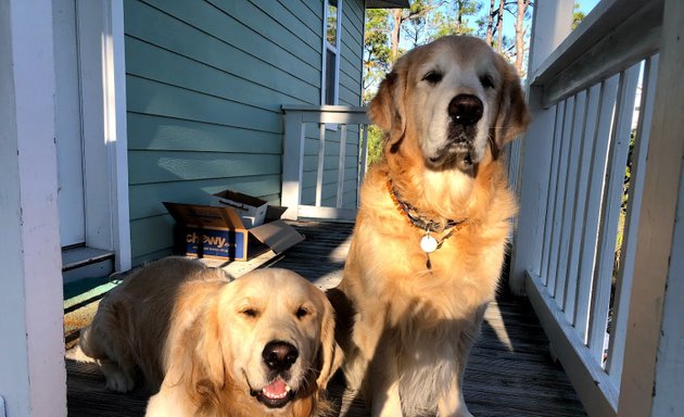 Photo of Honor Golden Retrievers and Honor Service Dogs, Inc.