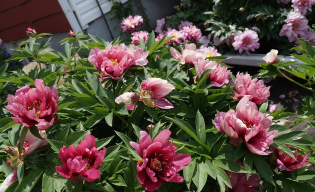 Photo of Prairie Peonies Display Garden