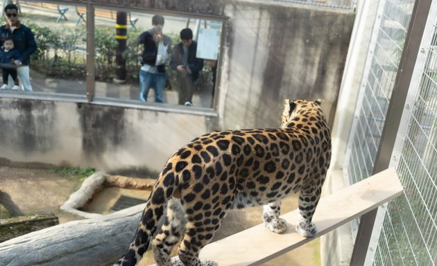 写真 ヒョウ・ユキヒョウ・ジャガー舎