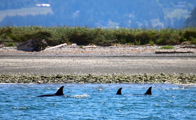 Photo of SpringTide Whale Watching & Eco Tours