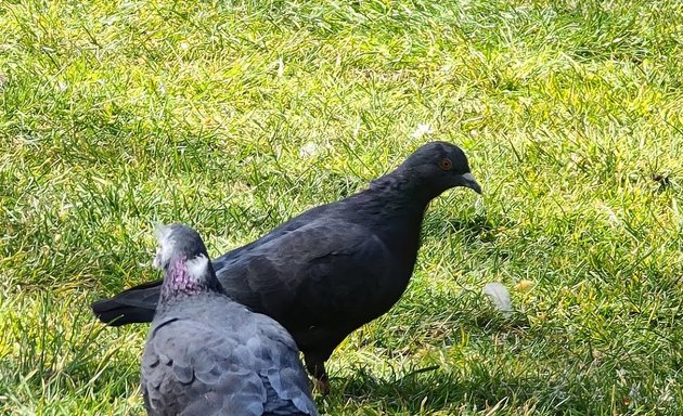 Photo of British Wildlife Britain