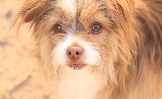 Foto de Animals Peluquería Canina Y Felina en Alicante