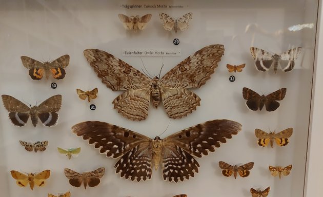 Foto von Naturkundemuseum