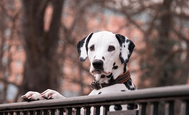 Foto von Boris Makar - Dogbehaviour Hundetraining