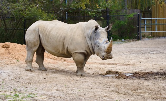 Photo of Southern White Rhino