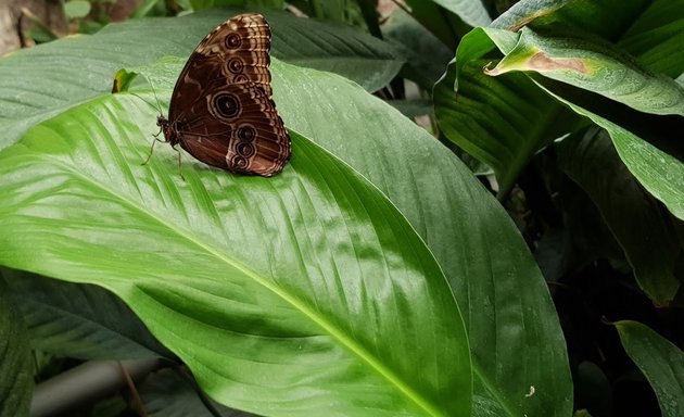 Photo of Golders Hill Park Butterfly House