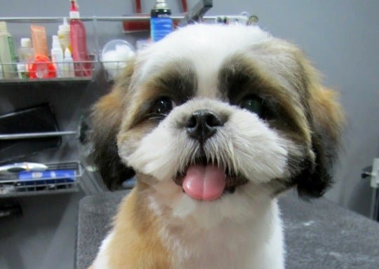 Photo of LeToro Grooming