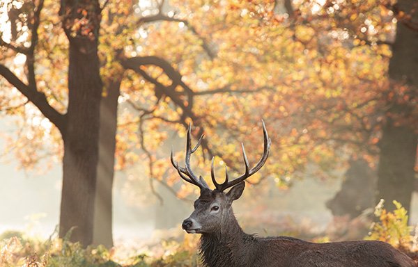 Photo of Alex Saberi Richmond Park Photos