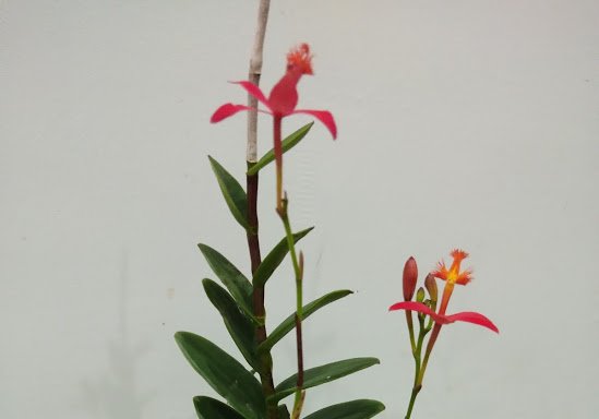 Photo of serdang orchid nursery