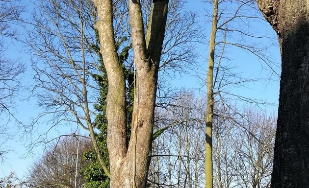 Photo of p&a Tree Surgery