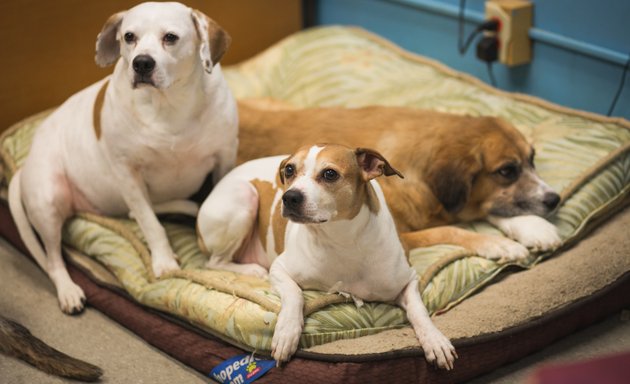 Photo of Carolina Doggie Playland