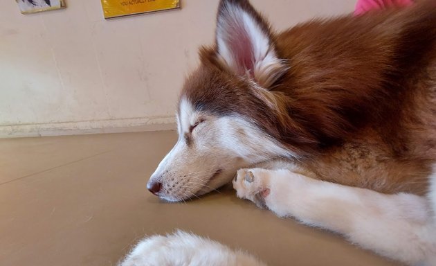 Photo of Puppy Cuddles Dog Café