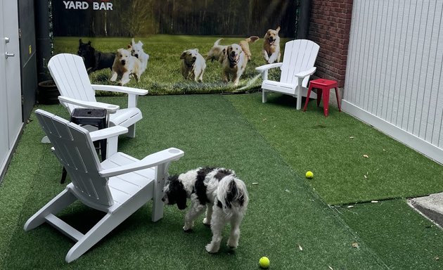 Photo of Downtown Dog Lounge Elliott
