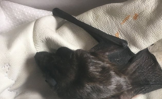 Photo of Bristol Bat Rescue