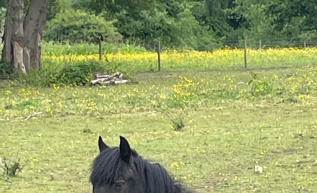 Photo of London Equine Therapy