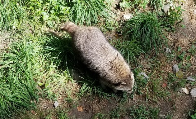 Photo of Raccoon Exhibit