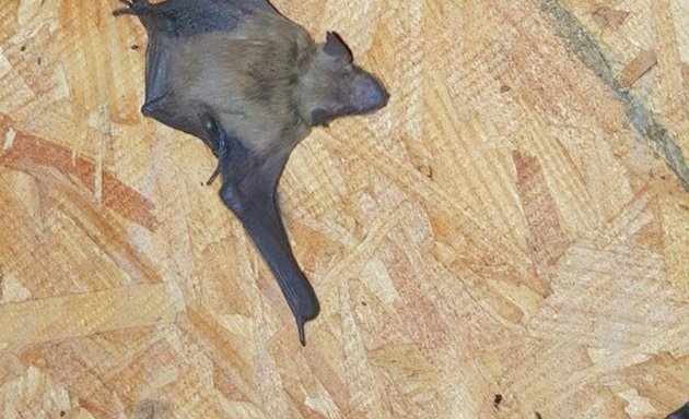 Photo of Baltimore Bat Removal