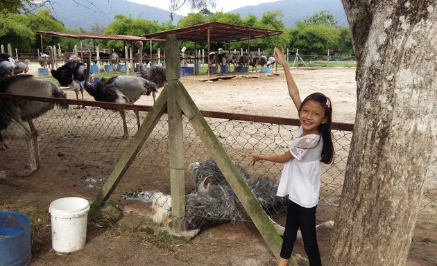 Photo of Loh's Organic Veg. Garden