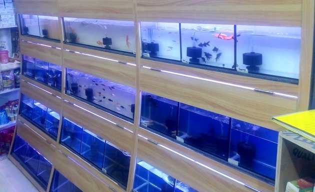 Photo of Dory N Piper Pet store