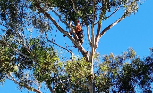 Photo of Chris Davies Tree Removals