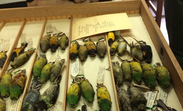 Foto de Colección Ornitológica William H. Phelps