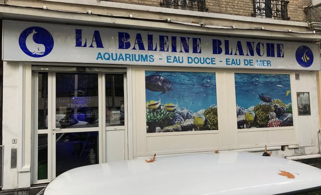 Photo de La Baleine Blanche