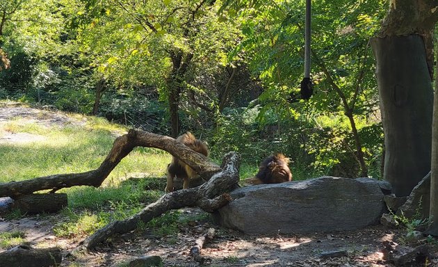 Photo of Baboon Reserve at Bronx Zoo