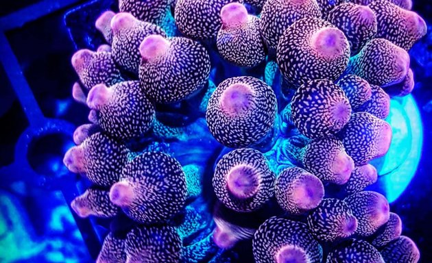 Photo of Frag Rack Coral