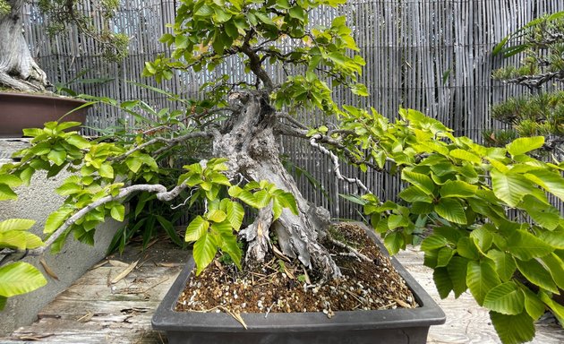 Photo of Yamaguchi Bonsai