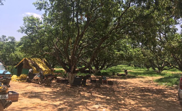 Photo of Organic Mango Stall