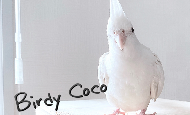 写真 BirdyCoco