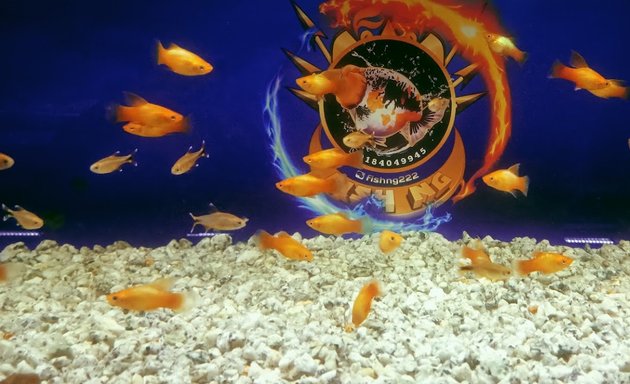 Photo of Fish Ng GoldFish Aquarium