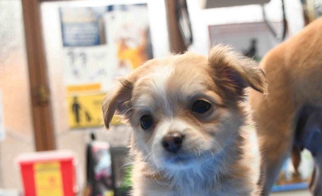 Foto de Clínica Veterinaria Solidaria