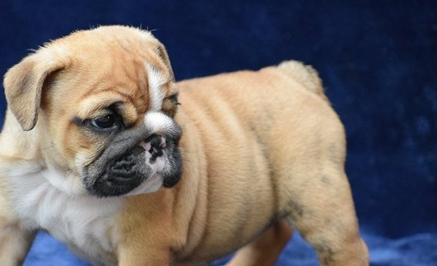 Photo of English Bulldog puppies for sale