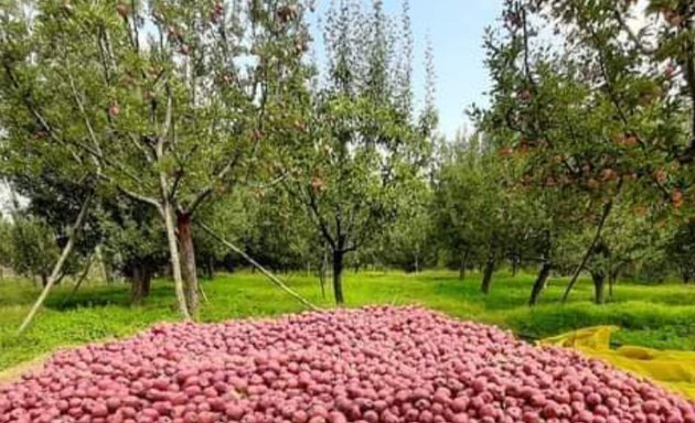 Photo of Karnataka Fruit Mandi