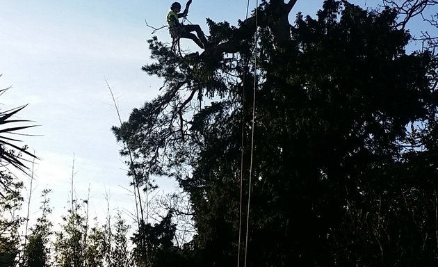 Photo of Hardy Tree Surgeons