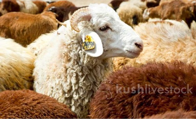 Photo of kushlivestock