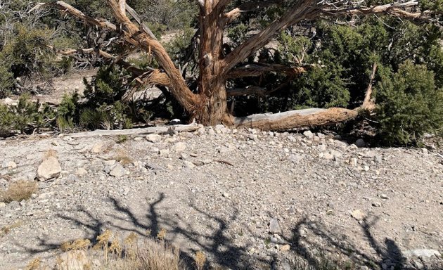 Photo of Spring Mountains National Recreation Area Office