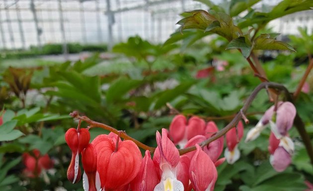 Photo of Sumka Brothers Greenhouses (1977)