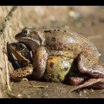 Photo of I like gay frogs