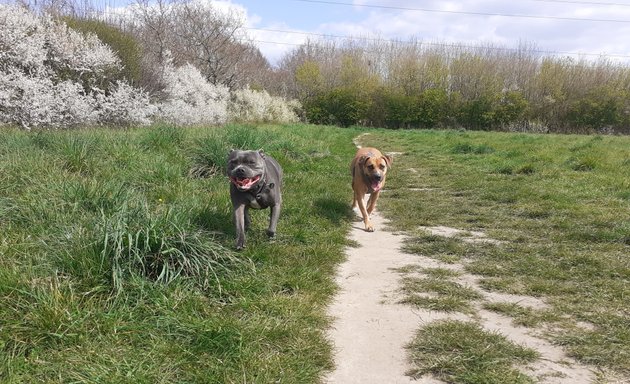 Photo of Waggy Tails Dog Walking Southampton