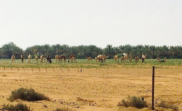 Photo of Al amimi farm